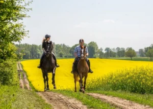 How All-Rounder Horses Solve These Problems